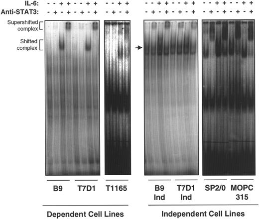 Fig. 2. IL-6–independent cells express constitutive STAT3 binding to a STAT3/APRF element. / Nuclear extracts were prepared from IL-6–dependent cells cultured in the absence of IL-6 for 10 hours (T1165) or 48 hours (7TD1 and B9) and restimulated with medium alone or IL-6 (100 U/mL) for 20 minutes. IL-6–independent cells were cultured continuously in medium without IL-6 or stimulated with IL-6 (100 U/mL) for 20 minutes. EMSA was performed with the extracts, and a probe was derived from the overlapping APRF/NF-κB site in the junB enhancer region.22 The probe, GGG CAG ATT CCGGGA ATC GAG TCC CCC C, contains an APRF element (bold) that binds STAT3 and a mutation in the overlapping NF-κB site (underlined) to avoid interference with binding to the STAT3 site. The arrow in the second panel points to STAT3-specific band.