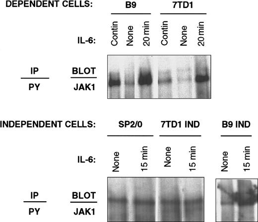 Fig. 3. Recovery of JAK-1 in anti-phosphotyrosine immunoprecipitates from IL-6–dependent and –independent cell lines. / IL-6–dependent cells (7TD1 and B9) were cultured continuously in IL-6–containing medium or starved from IL-6 for 48 hours and restimulated with 100 U/mL IL-6 for 20 minutes. IL-6–independent cells (SP2/0, 7TD1Ind, and B9Ind) were cultured continuously in medium without IL-6 or stimulated with 100 U/mL IL-6 for 15 minutes. Cell lysates were prepared and subjected to immunoprecipitation with anti-phosphotyrosine antibodies, resolved by 8% SDS-PAGE, and immunoblotted with anti-JAK-1 antibodies.