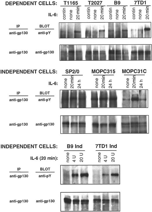 Fig. 4. gp130 phosphorylation in IL-6–dependent and –independent cell lines. / IL-6–dependent cells were cultured continuously in IL-6–containing medium or starved from IL-6 for 10 hours (T1165), 30 hours (T2027), or 48 hours (7TD1 and B9) and restimulated with IL-6 (500 U/mL) for 20 minutes. IL-6–independent cells were cultured continuously in medium without IL-6 and stimulated with IL-6 (100 U/mL) for the indicated times (SP2/0, MOPC315, and MOPC31C) or stimulated for 20 minutes with the indicated doses of IL-6 (B9Ind and 7TD1Ind). Anti-gp130 immunoprecipitates were resolved by 10% SDS-PAGE, and phosphorylation of gp130 was detected by immunoblotting with an anti-phosphotyrosine antibody. Blots were stripped and reprobed with anti-gp130 antibody.