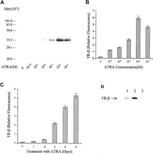 Fig. 1. Dose response and time course of FR-β induction by ATRA in KG-1 cells. / (A) KG-1 cells were grown in the presence of the indicated concentrations of ATRA for 5 days. Crude membranes from the treated cells were probed by Western blot with the use of rabbit antihuman FR-β antibody and alkaline phosphate (AP)–conjugated goat-antirabbit secondary antibody. (B) KG-1 cells were grown in the presence of ATRA as in panel A. On day 5, cells were washed with PBS and stained with anti–FR-β antibody and FITC-conjugated secondary antibody and then examined by flow cytometry. (C) KG-1 cells were treated with 1 μmol/L ATRA for different periods, and cell surface FR-β expression was quantitated by flow cytometry as in panel B. (D) KG-1 cells were grown in the absence (lane 1) or presence (lane 2) of 1 μmol/L ATRA for 5 days, and the cell lysates analyzed by Western blot. Alternatively, the ATRA-treated cells were washed and resuspended in medium without ATRA and grown for a further 7 days before Western blot analysis of the cell lysates (lane 3). The Western blot was probed with rabbit anti–FR-β antibody and AP-conjugated secondary antibody.