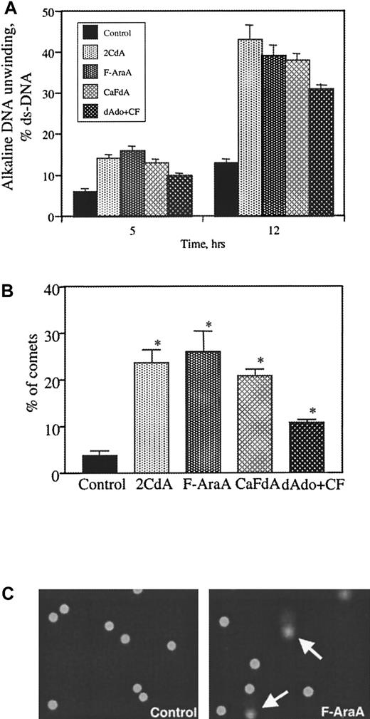 Fig. 2. Nucleoside-induced DNA damage of B-CLL cells. / (A) B-CLL cells from 4 different patients were treated at the indicated time points with 10 μmol/L of 2CdA, CaFdA, F-Ara-A, and dAdo. DNA damage by alkaline unwinding was assessed. Data are reported as percentage ds-DNA. (B) Single-cell DNA damage (comet assay) was performed after 6-hour treatment with 10-μmol/L concentrations of the drugs. Cells were plated on a slide in low-melting point agarose and lysed, and current was applied for 10 minutes at 1 V/cm. At least 100 cells were counted, and the percentages of the comets were determined. Columns represent the mean and error bars the standard deviation obtained from 4 patients. (*) Statistically increased from control untreated cells; P < .05 by the nonparametric Mann-Whitney test. (C) Example of comets after treatment with F-Ara-A compared to control cells. These data were obtained from a single patient and are representative for 4 patients.