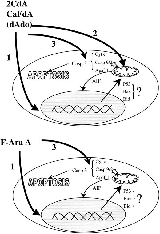 Fig. 6. Mechanisms of action. / There are 3 modes of action of the adenine deoxynucleoside analogs in nonproliferating CLL cells. In the cells the drugs are transformed into their triphosphate form, which induce DNA damage, mitochondrial dysfunction, and binding to APAF-1 and activation of the caspase pathway. F-ara-A kills cells mainly by DNA damage and Apaf-1 activation. 2CdA and CaFdA also interfere with mitochondrial function. The different effects of the adenine deoxynucleosides in various lymphoid malignancies may reflect the relative importance of the 3 mechanisms in apoptosis regulation.