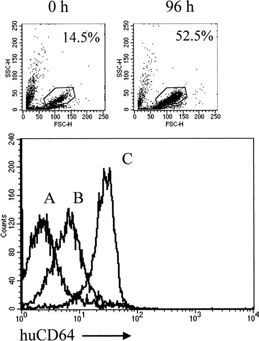 Fig. 1. Levels of huCD64 expression on PMN. / HuCD64+ mice were treated with murine G-CSF, 2 μg/d, subcutaneously, for 4 days. Levels of huCD64 on PMN were determined by FACS analysis of whole blood incubated with FITC-labeled M22 (anti-huCD64). The comparative expression levels on nontransgenic (A), unprimed (B), and primed (C) transgenic mice are shown. The level of staining given by a control irrelevant FITC-labeled IgG on PMN from Tg and nonTg was the same as that shown by curve A. The inset shows the scatter profiles, with the percentages of PMN (gated) in the total leukocyte population before and after the course of G-CSF.