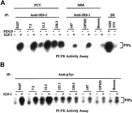 Fig. 1. PI 3′K activity is higher in mouse than in human plasma cell tumors. / (A) Various cell lines were serum starved for 2 hours and either left untreated or stimulated with IGF-I for 10 minutes. Equivalent cell lysates were immunoprecipitated with anti–IRS-2 (for PCT lines) or anti–IRS-1 (for MM lines) and subjected to a PI 3′K activity assay as previously described.38 NIH 3T3 fibroblasts were serum starved overnight and treated with PDGF-BB (100 ng/mL) for 10 minutes. Cell lysates from NIH 3T3 cells were immunoprecipitated with anti–PDGF-βR and included in the assay as a positive control. (B) Cells were similarly treated as in panel A and equivalent amounts of cell lysates were immunoprecipitated with anti-pTyr. Washed immunoprecipitates were subjected to a PI 3′K activity assay. The PIP3 products of PI 3′K activation are indicated.