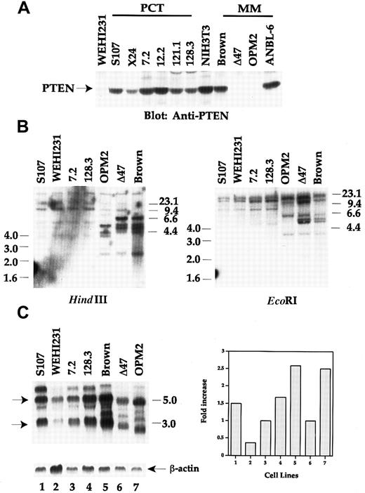 Fig. 3. Loss of PTEN expression due to genomic DNA rearrangement in OPM2 and Δ47 human MM lines. / (A) Equivalent amounts of cell lysates were separated by SDS-PAGE and immunoblotted with anti-PTEN. (B) Genomic DNA was isolated from the cell lines shown in the figure. 10 μg of genomic DNA was digested with either HindIII or EcoRI overnight and separated by 0.7% agarose gel. DNA transferred membrane was hybridized with 1.2-kb human PTEN cDNA probe. Washed membrane was autoradiographed. DNA size markers are shown. (C) Twenty μg of total RNA from each sample was fractionated using the Trizol Reagent and hybridized with human PTEN cDNA probe (upper left panel). The 3.0- and 5.5-kb PTEN transcripts are marked by arrows. The same membrane was stripped and rehybridized with β-actin probe (lower left panel). After normalization for RNA loading by β-actin control, the RNA levels are arbitrarily plotted by using 7.2 and Δ47 as basal levels for mouse and human lines, respectively (right panel).