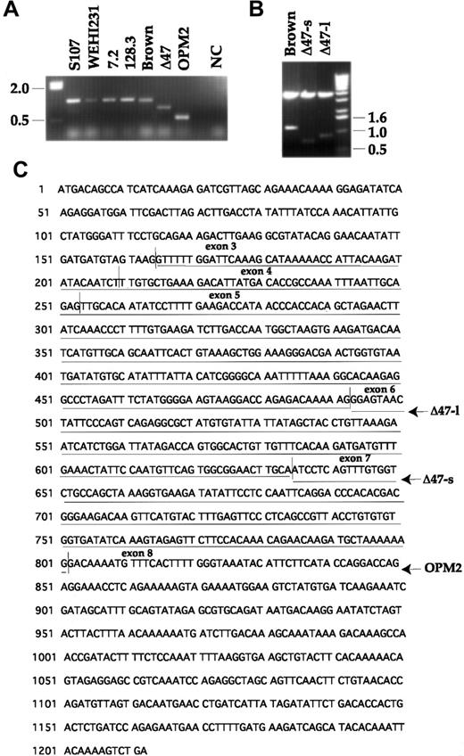 Fig. 4. Internal deletion of several exons within PTEN in OPM2 and Δ47 MM lines. / (A) The RNA isolated from each cell line was reverse transcribed to cDNA and amplified using primers flanking the translation start and stop codons of human PTEN cDNA. The RNA from 7.2 line was also subjected to the 1-step RT-PCR without reverse transcriptase and shown as a negative control (NC). (B) The RT-PCR products shown in panel A were subcloned to a TOPO TA cloning vector. The minipreparation of plasmid DNA was digested with EcoRI and run on 1% agarose gel. Both vector and PTEN inserts are shown after ethidium bromide staining. (C) Deletion of exons 3 to 5 in Δ47-l, 3 to 6 in Δ47-s and 3 to 7 in OPM2 are shown after sequencing analysis.