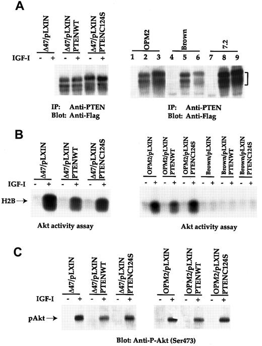 Fig. 5. Forced expression of PTEN in OPM2 and Δ47 results in suppression of Akt activity. / (A) The human and mouse plasma cell tumor lines infected with PTENWT or C124S mutant retrovirus were immunoprecipitated with anti-PTEN. Transferred proteins were immunoblotted with anti-Flag MoAb. Lanes 1, 4, and 7 represent vector-infected cells. Lanes 2, 5, and 8 indicate PTENWT infectants, and lanes 3, 6, and 9 are obtained from PTENC124S infection. (B) Cell lines were treated similarly as in Figure 2A and subjected to an Akt activity assay. Phosphorylated Histone H2B is indicated. (C) Similar treated cell lines as shown in panel B were immunobloted with anti–P-Akt (Ser473).