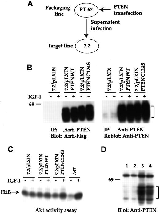 Fig. 6. PTEN is dispensable for tumorigenicity of a mouse plasma cell tumor line. / (A) Scheme of the retroviral infection of 7.2 raf/myc line with the various PTEN constructs is shown. (B) Various infectants were immunoprecipitated (IP) with anti-PTEN and transferred proteins were immunoblotted with anti-Flag (left panel). The same Immobilon P was reblotted with anti-PTEN (right panel). (C) Akt activity assay was performed as described in Figure 2 by using Histone H2B as a substrate. The Δ47 line was used as a positive control. (D) Cell lysates from tumors induced on injecting 7.2 (lane 1), 7.2/vector (lane 2), 7.2/PTENWT (lane 3), and 7.2/PTENC124S (lane 4) were immunoblotted with anti-PTEN.