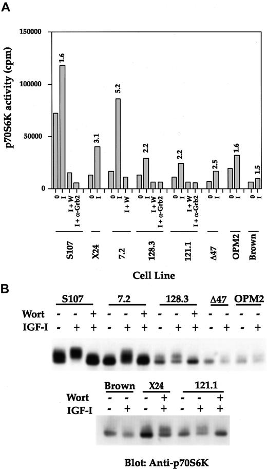 Fig. 7. The p70S6K activation is not regulated by PTEN status and transmits signal downstream of PI 3′K in mouse PCT lines. / (A) Various cell lines were serum starved and either untreated or stimulated with IGF-I for 10 minutes. When wortmannin (100 nmol/L; abbreviated as w or wort in the figure) was included, it was added 20 minutes before IGF-I stimulation. Equivalent amounts of cell lysates were immunoprecipitated with anti-p70S6K or anti-Grb2 (negative control). Washed immunoprecipitates were subjected to an in vitro p70S6K activity assay according to the protocol from the manufacturer. Results are the mean value of 2 individual experiments. (B) Same cell lysates were separated by SDS-PAGE and transferred proteins were immunoblotted with anti-p70S6K.