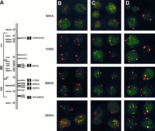 Fig. 3. Homozygous and hemizygous deletions within the HLA region determined by interphase FISH. / (A) Schematic representation of the HLA region on chromosome 6p21.3. On the left-hand side, the localization of the microsatellite markers used for LOH and on the right-hand side the 6 PAC/cosmid probes used for interphase FISH. (B-D) Examples of interphase FISH. Each panel represents a composite of 3 to 4 individually captured nuclei, including at least 1 control nucleus without a deletion. In all cases, the red signal is derived from centromere 6, and the green signal is derived from 1 of the 6p21.3-specific probes as indicated on the left. (B) Testicular lymphoma T18 showing homozygous deletions of PACs 93N13 and 172K2 indicated by the presence of 2 centromere 6 signals and no detectable PAC signal. The homozygous deletion was also present in the 20% of nuclei with trisomy 6. (C) Testicular lymphoma T20 showing monosomy 6 and a deletion of PAC 93N13 in 75% of the nuclei with monosomy 6. (D) Testicular lymphoma T25 showing a homozygous deletion of PAC 93N13, including all cells with tetrasomy (25% of cells), and a large hemizygous deletion, including PACs 223H1, 172K2, and cosmid M31A.