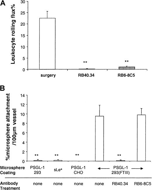Fig. 2. Leukocyte rolling and microsphere attachment in surgically stimulated venules. / Leukocyte rolling (A) and attachment of differently coated microspheres (B) was observed before and after P-selectin mAb (RB40.34, 10 μg) or antineutrophil mAb (RB6-8C5, 10 μg). Data are presented as mean ± SE. ** denotes significant difference (P < .01) from surgery in (A) and from PSGL-1(293/FTIII) plus no mAb in (B).