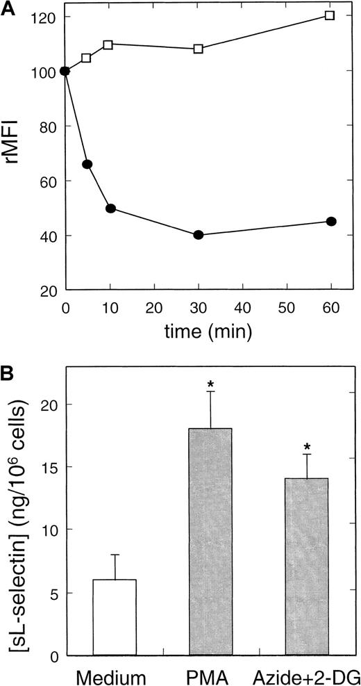 Fig. 5. Metabolic inhibitors induce in a time-dependent manner the shedding of L-selectin. / (A) Kinetics of the effect of metabolic inhibitors on the expression of L-selectin (●) and CD11b (■) in neutrophils. Cells were cultured in the presence or absence of metabolic inhibitors at concentrations described in Figure 4 for different periods. The rMFI of L-selectin and CD11b was related to the expression by cultured cells in medium in each time. A representative experiment of 3 is shown. (B) Quantification of neutrophil-shed L-selectin induced by NSAIDs. Neutrophils were incubated with azide+2-DG, PMA, and medium alone for 30 minutes at 37°C. After centrifugation, neutrophil-free supernatants were tested for sL-selectin by ELISA as described in “Materials and methods.” Values represent the mean (ng/106 cells) ± SD from 3 independent experiments. * = P < .01 versus medium, by Student pairedt test.