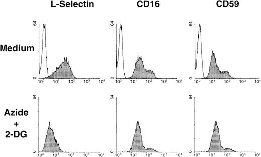 Fig. 6. Metabolic inhibitors do not induce down-regulation of other surface molecules with soluble isoforms expressed in neutrophils. / Surface expression of CD16 and CD59, 2 glycophosphoinositol lipid-anchored surface molecules, and L-selectin were determined by flow cytometry in neutrophils incubated in the absence (medium) of presence of metabolic inhibitors (azide+2-DG) for 30 minutes at 37°C. Shaded histograms represent the expression of each surface molecule; unshaded histograms represent the negative control (P3X63 myeloma). A representative experiment of 3 is shown.