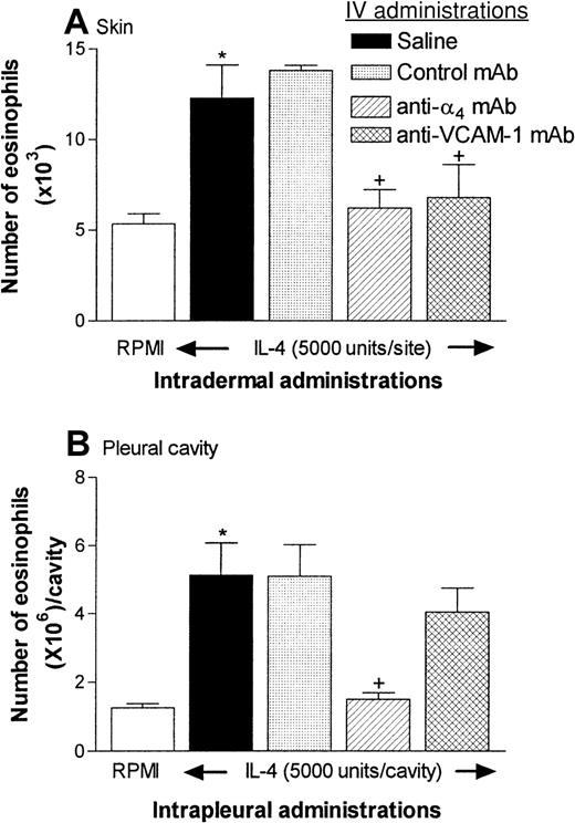 Fig. 5. Effect of anti-α4-integrins monoclonal antibody (mAb) (TA-2) and anti–VCAM-1 mAb (5F10) on eosinophil recruitment into rat skin and pleural cavities. / (A) In the experiments with rat skin, 4 groups of rats were given intravenous injections of saline, control mouse IgG (3.5 mg/kg), TA-2 (3.5 mg/kg), or 5F10 (3.5 mg/kg). Fifteen minutes later, the animals were injected intradermally with RPMI (100 μL/site) or IL-4 (5000 units/100 μL per site). Eosinophil accumulation in the skin sites, as quantified by measurement of EPO activity, was determined 24 hours after injection. Because there were no differences between EPO levels in RPMI-injected sites among the 4 different groups tested, these data were pooled (■). Results are expressed as the mean ± SEM value for 3 to 15 pairs of rats. A significant difference (P < .01) from levels in RPMI-treated rats is indicated by one asterisk. Also, significant differences (P < .05) between responses in animals given the control antibody and those given the anti-α4-integrins mAb or the anti–VCAM-1 mAb are indicated by + symbols. (B) The same groups of rats were also used in an experiment in which the animals received intrapleural IL-4 (5000 units/100 μL per cavity) or RPMI (100 μL) 15 minutes after the intravenous injections described above. Eosinophil accumulation in the pleural cavity was determined 24 hours later. The results are expressed as the mean ± SEM value for 6 to 8 animals per group. A significant difference (P < .01) from levels in RPMI-treated rats is indicated by one asterisk. Significant differences (P < .05) between responses in animals given the control antibody and those given the anti-α4-integrins mAb or the anti–VCAM-1 mAb are indicated by + symbols. Data were analyzed with a one-way analysis of variance followed by a Newman-Keuls comparison test.