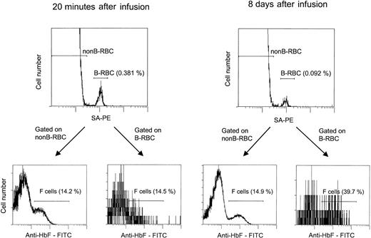 Fig. 4. The flow cytometric assay for unlabeled and biotin-labeled F cells. / Cells were incubated with SA-PE, fixed, permeabilized, incubated with anti-HbF–FITC, and analyzed by 2-color flow cytometry. The percentage of labeled cells (B-RBCs) was consistent with values obtained in nonpermeabilized samples. F-cell analyses were gated on the unlabeled (non-B-RBCs) and labeled (B-RBCs) cells. Two time points are shown: 20 minutes, with the unlabeled and labeled cells having approximately the same percentage F cells (14.2% and 14.5%), and 8 days, with the unlabeled cells unchanged (14.9%) and the labeled cells increasing to 39.7%.