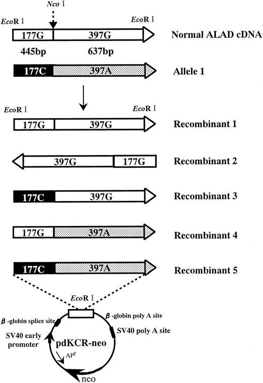Fig. 4. Construction of the expression vector with ALAD cDNA. / Recombinant 1: Normal ALAD cDNA cloned from EBV-transformed lymphoblastoid cells of the patient (allele 2). Recombinant 2: Normal ALAD cDNA introduced in the opposite direction into the pdKCR-Neo vector. Recombinant 3: G177 to C transition ALAD cDNA, reconstituted by replacing EcoRI-NcoI fragment (637 bp) from normal ALAD cDNA with theEcoRI-NcoI fragment (444 bp) of G177to C/G397 to A transition of ALAD cDNA. Recombinant 4: G397 to A transition of ALAD cDNA, reconstituted by replacing EcoRI-NcoI fragment (444 bp) from normal ALAD cDNA with the EcoRI-NcoI fragment (637 bp) of G177 to C/G397 to A transition of ALAD cDNA. Recombinant 5: G177 to C and G397 to A transition of ALAD cDNA, cloned from lymphoblastoid cells of the proband (allele 1). These recombinant cDNA were introduced into theEcoRI site of the third exon of rabbit β-globin in the pdKCR-Neo expression vector.
