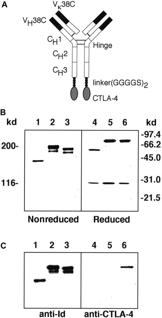 Fig. 1. Construction of tumor Id and CTLA-4 fusion protein. / (A) Schematic diagram of Id-CTLA4. Solid areas represent variable regions from the 38C13 tumor. Open areas represent human γ1 and κ constant regions. Checkered regions represent the human CTLA-4 sequence. (B) SDS-PAGE of Id (lanes 1 and 4), Id-GM (lanes 2 and 5), and Id-CTLA4 (lanes 3 and 6) under nonreducing (lanes 1-3) or reducing (lanes 4-6) conditions. The molecular weight is determined by marker proteins. (C) Immunoblot analysis of Id fusion proteins. Id (lanes 1 and 4), Id-GM (lanes 2 and 5), and Id-CTLA4 (lanes 3 and 6) under nonreducing (lanes 1-3) or reducing (lanes 4-6) conditions were subjected to SDS-PAGE followed by electroblotting to nitrocellulose membrane. The strips were reacted with S5A8, a monoclonal anti-38C13 Id (lanes 1-3) or mouse antihuman CTLA-4 (lanes 4-6) Abs and detected with HRP-conjugated second-step reagents.