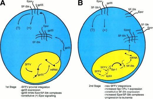 Fig. 1. A speculative model of multistage Friend disease resulting from an interaction of the EpoR and SF-Stk. / (A) In the first stage of the disease, an SFFV provirus integrates into the host genome and encodes the oncogenic envelope protein, gp55. Then, gp55 forms a high-molecular-weight complex with the EpoR and perhaps SF-Stk, both at the cell surface and within an intracellular compartment. This binding interaction leads to the constitutive activation of the EpoR. SF-Stk may contribute to this mechanism in one or more ways. For instance, SF-Stk may increase the affinity of EpoR-gp55 interaction, increase the expression of cell surface EpoR, act as a coreceptor that activates additional downstream signaling events, or activate unique downstream signaling events that are required for erythroblast transformation. (B) In the second stage of the disease, proviral integrations cause up-regulation of Sfpi1/PU.1 expression and inactivation of wild-type p53 as well as other events (not shown).101 These mutations confer a selective advantage. Although this remains speculative, Sfpi1/PU.1 may activate SF-Stk as well as other target genes, resulting in progression toward erythroleukemia.