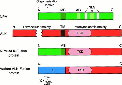 Fig. 5. Molecular structure of nucleophosmin (NPM), anaplastic lymphoma kinase (ALK), and ALK fusion proteins. / The NPM molecule consists of an oligomerization domain (residues 1-83), a metal-binding domain (MB; residues 104-115), 2 acidic amino acid clusters (AC; residues 120-132 and 161-188) that function as acceptor regions for nucleolar targeting signals,82 and 2 nuclear localization signals (NLS). The oligomerization domain was defined by means of deletion mutants.81 The ALK protein is a transmembrane tyrosine kinase receptor containing a transmembrane domain (TM) and a tyrosine kinase domain (TKD) in the N-terminal part of the intracytoplasmic tail. In the NPM-ALK fusion protein, the extracellular and transmembrane domains of ALK are replaced by the oligomerization domain of NPM (in approximately 75%) or of other proteins (X), schematically represented in Figure 7. The fused part of NPM contains, in addition to the oligomerization domain, the metal-binding region. The fusion point is at codon 117. N indicates amino terminal; C, carboxy terminal.