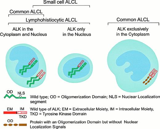 Fig. 6. Patterns of oligomerization and cellular distribution of NPM-ALK fusion and variant ALK-fusion proteins in the various subforms of ALK+ ALCL.
