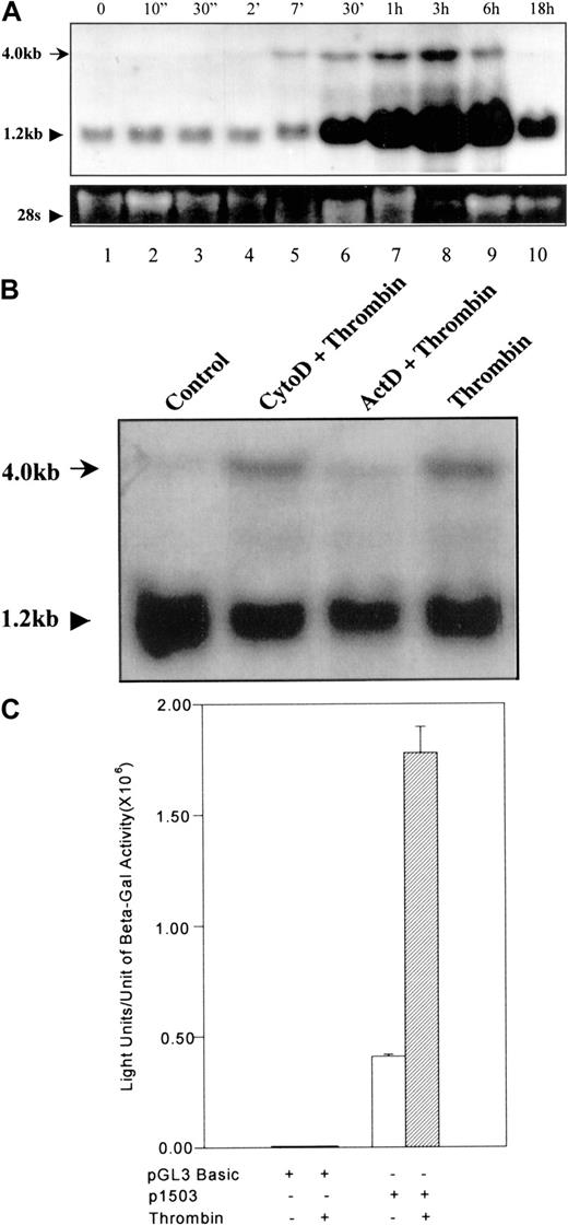 Fig. 1. Transcription activation of 9E3/cCAF by thrombin. / (A) Northern blot analysis of cCAF mRNA in primary fibroblasts after thrombin stimulation. Total RNA was prepared using TRIzol reagent (GIBCO/BRL); RNA samples (20 μg each) were denatured in formamide-formaldehyde loading buffer containing ethidium bromide and separated on 1% formaldehyde-agarose gel. The blots were probed with a radiolabeled DNA probe prepared from the 9E3/cCAF complementary DNA (cDNA). The higher molecular weight RNA represents the full length of the gene (see accession no. AJ009800 or NID g4467411 in GeneBank). The bottom panel shows ethidium bromide staining of the 28S ribosomal RNA (rRNA). (B) Northern blot analysis of cCAF mRNA in primary fibroblasts after treatment with thrombin in the presence of the inhibitor of transcription actinomycin D (ActD) or the inhibitor of the actin cytoskeleton, cytochalasin D (Cyto D). The cells treated with Act D did not produce the higher molecular weight message, whereas those treated with Cyto D did. (C) Primary fibroblasts were cotransfected with 4 μg of the reporter plasmid containing the 1503-bp promoter region and 2 μg of PCH110 vector containing lac-Z as an internal transfection control. Thirty-six hours after transfection, the cells were treated in the presence or absence of thrombin for 3 hours and the extracts assayed for luciferase activity. Thrombin stimulation induced a significant increase in transcription. The background seen with the construct in absence of thrombin treatment is due to the stress generated by the transfection procedure. The data shown here are representative of several experiments performed under the same conditions but with different batches of primary fibroblasts. Bars represent SEMs of 3 samples per condition in the same batch of cells.