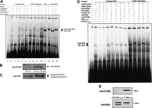Fig. 4. The Elk1 transcription factor binds to the putative Elk1 binding elements of the 9E3/cCAF promoter and is activated by thrombin. / (A) EMSAs with extracts prepared from control chick embryo fibroblasts (CEFs), CEFs treated with thrombin, and CEFs overexpressing Elk1 and treated with thrombin. The conditions for the reactions are described in detail in “Material and methods.” All lanes have radiolabeled probe containing the Elk1 binding sequence (−493 to −483 bp) present in the promoter region of 9E3/cCAF. Extracts from untreated control cells contained factors that caused shift complexes to occur (lane 2, arrowheads). These complexes did not form when the incubation with the radiolabeled probe was done in the presence of 25-fold excess of unlabeled probe (lane 3). Incubation of the extracts from cells treated with thrombin, with the radiolabeled probe, caused a shift similar to that of untreated cells but much more pronounced (lane 7). In the presence of an antibody specific for the Elk1 protein (anti-Elk1) a supershift was detected both in the absence and presence of thrombin (lanes 4 and 8; arrow). However, this complex cannot be supershifted by an antibody specific to SAP-1 (lanes 5, 9, and 13), another member of the TCF transcription factor family, which has the ability to bind to the same element. When the extracts were treated with the antibody to activated Elk1 (anti-Ser383 phosphor-Elk1), the supershift was observed for the cells treated with thrombin only, indicating that this enzyme activates the Elk1 transcription factor. These same results were verified with cells overexpressing Elk1 where the shifts and supershifts are more obvious because the levels of the Elk1 transcription factor are much higher. (B) Immunoblot analysis of the activated Elk1 after treatment with thrombin. Anti-Ser383 phosphor-Elk1, the antibody that detects activated Elk1, showed that thrombin treatment increases the phosphorylation of this transcription factor. (C) Immunoblot analysis using the anti-Elk1 antibody that detects all forms of the Elk 1 transcription factor. The higher molecular weight band represents phosphorylated Elk1. (D) EMSA prepared with extracts of cells treated in the presence and absence of thrombin to verify the specificity of Elk1 shift and supershift complexes. To test the specificity of the shift we used a mutated Elk-1 binding oligonucleotide instead of wild type. To test the specificity of the supershift, we used excess unphosphorylated and phosphorylated C-terminal peptides of Elk-1 (GST-Elk1310-428 and GST-P-Elk1307-428, respectively) as competitors for the binding of the antibodies to Elk1 and a control antibody from the same company (Ser136 phosphor-Bad). (E) Immunoblot analysis of the phosphorylated and unphosphorylated peptides using both antibodies to the Elk1 C-terminal domain. The presence of 2 bands in the blot probed with anti-Elk1 is not surprising because it is common that during the purification of GST-fusion proteins partial cleavage of the protein occurs.