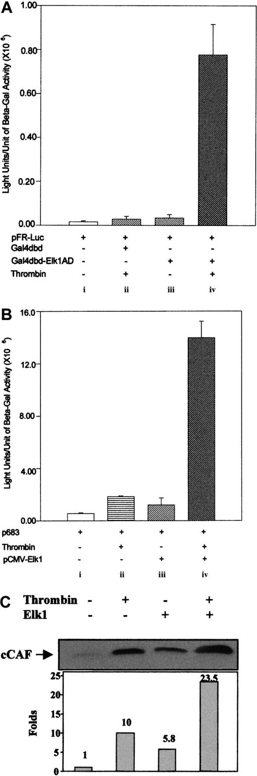 Fig. 5. Direct activation of Elk1 by thrombin. / (A) Heterologous expression of the Elk1 transcription factor in primary fibroblasts and activation by thrombin. All transfections were performed as in Figure 1C except that the cells were cotransfected with 2 μg of a reporter construct containing 6 Gal4 binding elements in series immediately upstream of the luciferase gene (pFR-Luc) and with 2 μg of the expression vector for the fusion protein pFA-Gal4dbd-Elk1AD, which contains the Gal4 protein DNA binding domain (Gal4dbd) and the Elk1 protein activation domain (Elk1AD). Stimulation of the cotransfected cells with thrombin resulted in 16-fold increase over the control (iv). As controls, cells were transfected with 2 μg of pFR-Luc and 2 μg of pcDNA3.0 vector (i), or cotransfected with pFR-Luc and 2 μg of the expression vector for the Gal4dbd and then stimulated by thrombin (ii), or cotransfected with pFR-Luc and 2 μg of the pFA-Gal4dbd-Elk1AD in the absence of stimulation by thrombin (iii). (B) Overexpression of the Elk1 transcription factor and thrombin treatment on 9E3/cCAF expression. The transient transfections were performed as described in Figure 1C. Cotransfection of 2 μg of pCMV-Elk1 with 2 μg of p683 in primary fibroblasts resulted in a 2-fold increase in activation of the reporter gene (compare i and iii), whereas without Elk1 overexpression, thrombin stimulation enhanced transcription 3-fold (compare i and ii and with Figures 2 and 3, but in the latter note the scale differences). When the cotransfected cells were treated with thrombin, a synergistic effect was observed (iv). The transfections for conditions (i) and (ii) also included 2 μg of pcDNA3.0 vector. (C) Immunoblot analysis using an antibody specific for cCAF. Supernatants of fibroblasts treated as in panel B were resolved in 20% polyacrylamide-glycerol gel. The synergistic effect on transcription activation of 9E3/cCAF is reflected in an increase in the amount of cCAF protein produced by the fibroblasts. This figure shows representative experiments in all cases. Each experiment was performed at least twice, using different batches of cells. Bars in panels A and B represent SEMs of 3 samples/condition in the same batch of cells.
