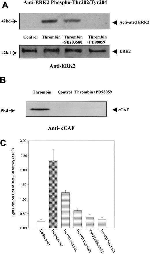 Fig. 6. MEK1/ERK2 involvement in activation of 9E3/cCAF by thrombin. / (A) Immunoblot analysis of ERK2 phosphorylation. Extracts prepared from cells treated in the presence or absence of thrombin and in the presence of thrombin plus the MEK1 inhibitor PD98059 or the p38 inhibitor SB203580 were analyzed by immunoblot using antibodies to activated ERK2. Thrombin caused a high level of phosphorylation of ERK2; PD98059 dramatically decreased phosphorylation of ERK2 but SB203590 had virtually no effect. The same blot was stripped and reprobed with anti-ERK2 antibodies to show the levels of the ERK2 protein in each lane. (B) Immunoblot analysis with an antibody to the cCAF chemokine. Thrombin stimulated high expression of cCAF, whereas blocking phosphorylation of ERK2 via MEK1 inhibition by PD98059 inhibited the production of cCAF in cells treated with thrombin. (C) Dose-dependent effect of PD98059 on p683-induced activation of gene expression after stimulation by thrombin. Primary fibroblasts were transiently cotransfected as discussed in the Figure 2 legend. PD98059 lowered the stimulation of p683 by thrombin to levels comparable to those of the control in a dose-dependent manner.