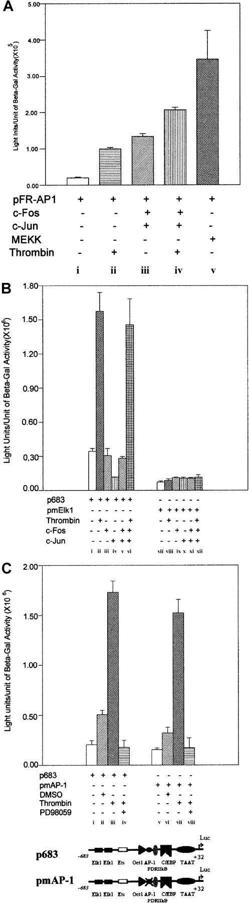 Fig. 8. AP-1 is not crucial for the activation of9E3/cCAF in normal fibroblasts. / The transfection conditions were described in Figure 2B and Figure 5. (A) Overexpression of the AP-1 complex (c-Fos andc-Jun) to determine its functionality in primary normal fibroblasts. A heterologous promoter system containing 7 AP-1 binding elements in series in front of the luciferase reporter gene (Cis-Path Detect System from Stratagene) was used for these experiments. Cells transfected with pFR-AP1 showed that in the context of the tandem of AP-1 binding sites, thrombin can stimulate AP-1–dependent transcription (ii). Overexpression of c-Fosand c-Jun by cotransfection of 1 μg of each plasmid and 2 μg of pFR-AP-1 in the absence (iii) or presence (iv) of thrombin resulted in a 6- and 11-fold increase, respectively, in transcription of the reporter system. MEK kinase (MEKK) overexpression was used as a positive control for the system; cells cotransfected with 2 μg of pFR-AP-1 and 1 μg of the MEKK expression vector showed a high activation of the reporter gene (v). (B) Activation of the AP-1 binding element in the context of the 9E3/cCAF promoter. The fibroblasts were cotransfected with 2 μg of p683 (i-vi) or pmElk1 (vii-xii) and 1 μg of the expression vectors forc-Fos and c-Jun. Transfections with p683,c-Fos, and c-Jun individually or in combination did not stimulate expression of the reporter gene above that of the control (iii,iv,v); overexpression of c-Fos andc-Jun had no effect on stimulation by thrombin (compare ii and vi). With the mutated Elk1 construct (pmElk1), there was no enhancement of reporter transcription with thrombin stimulation (viii), AP-1 component(s) overexpression (ix,x,xi) or their combination (xii). (C) Mutation of the AP-1 binding element within the context of the p683 promoter. An insignificant reduction in reporter activation by pmAP-1 was observed when compared to the p683 control. DMSO, the vehicle for the PD98059 inhibitor, stimulated a small increase (2 ×) for both the mutated and nonmutated p683. PD98059, a highly selective inhibitor of MEK1, abrogated thrombin stimulation of the reporter. For each experiment, representative data are shown in which all conditions were performed simultaneously in the same batch of cells. Each type of experiment was performed at least twice, using different batches of cells. Bars represent SEMs of 3 samples per condition.
