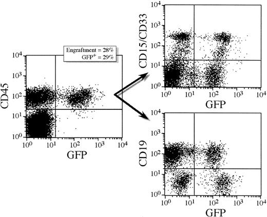 Fig. 1. Multilineage reconstitution and GFP expression in human CD45+ cells from a representative NOD/SCID transplant recipient. / This mouse (5.3) received a cell dose of 400 000 lentivirally transduced CD34+ cells. Transduction was performed overnight in serum-free medium supplemented with MGDF, MOI = 100. Lymphoid and myeloid differentiation of human SRC in NOD/SCID mice is shown by CD19 and CD33/15 antibody staining, respectively (71% of human cells were CD19+ and 28% were CD15/33+). Both lymphoid and myeloid populations expressed GFP; 23% of the CD19+ cells expressed GFP and 41% of the CD15/33+ cells expressed GFP.