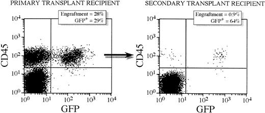 Fig. 2. GFP gene expression in human CD45+ cells from a representative primary and corresponding secondary transplant recipient mouse. / The primary recipient (mouse 5.3) received a transplantation dose of 400 000 CD34+ lentivirally transduced cells. Six weeks after transplantation, bone marrow was harvested and 12 million mononuclear cells were transplanted into a secondary transplant recipient (mouse 5.3.3). A decrease in engraftment from primary to secondary recipients is seen but a high proportion of GFP+ cells are detected in this secondary recipient by FACS.