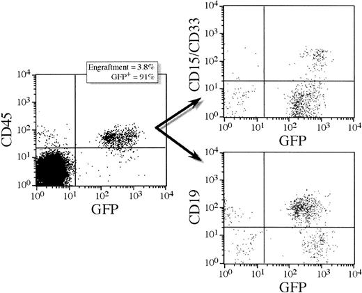 Fig. 5. Lineage analysis of a transplant recipient with practically all human cells transduced. / A unique mouse receiving a low cell transplantation dose showing high-level transduction efficiency as determined by FACS for GFP. This mouse (7.23) received 35 000 lentivirally transduced CD34+cells. Six weeks after transplantation, bone marrow was harvested and analyzed for percent GFP+ human CD45+ cells. High-level transduction efficiency had been achieved with 91% of human cells expressing GFP. Lineage analysis for lymphoid (CD19) and myeloid (CD15/33) cells showed similar high-level transduction efficiencies in both lineages (ie, 91% expressing GFP in the lymphoid lineage and 93% in the myeloid lineage). All the human CFU-GM colonies derived from this mouse expressed the transgene.