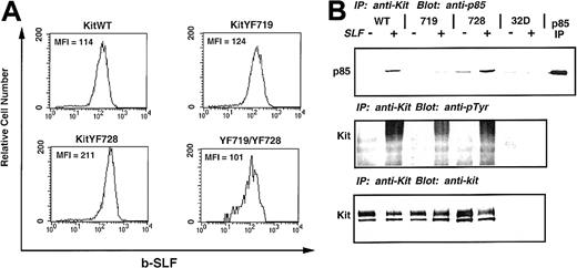 Fig. 1. Expression and tyrosine phosphorylation of 32D infectants. / The 32D cells were infected with the indicated c-kitconstructs, selected, sorted, and cloned. These clones were then measured for receptor levels by flow cytometry using biotinylated-SLF, followed by streptavidin-PE. Levels of c-Kit receptor on KitWT, KitYF719, KitYF728, and KitYF719/YF728 cells were approximately equivalent as measured by the mean fluorescence intensity (MFI). Uninfected 32D cells are represented by the shaded histogram. (B): c-Kit receptors from KitWT, KitYF719, KitYF728, and 32D cells were either not stimulated (−) or stimulated (+) with SLF for 2.5 minutes at 37°C. Receptors were then precipitated and resolved by 7.5% SDS-PAGE, followed by transfer to nitrocellulose and blotting with antiphosphotyrosine antibodies (middle panel). Blots were then stripped and reprobed with anti-p85 antibodies (upper panel). Equal levels of Kit were precipitated in each sample as evidenced by stripping and reprobing with anti–c-Kit antibodies (bottom panel).