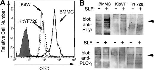 Fig. 2. SLF-stimulated tyrosine phosphorylation of PLC-γ. / (A) Expression of c-Kit on 32D-kitWT and KitYF728 cells were compared with BMMCs. Cells were incubated with anti-cKit antibody 2B8 and analyzed by flow cytometry. The shaded histogram represents BMMCs with secondary antibody alone. Both 32D infectants exhibited a similar histogram when stained with secondary alone. (B) PLC-γ1 from BMMCs, 32D-KitWT, or 32D-KitYF728 cells stimulated for 5 minutes with sSLF was immunoprecipitated, resolved by SDS-PAGE, transferred to nitrocellulose, and blotted with antiphosphotyrosine antibodies (upper panel). The blot was then stripped and reprobed with anti-PLCγ1 antisera. This experiment was repeated 3 times with similar results.
