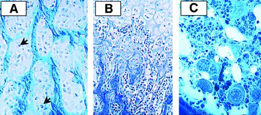 Fig. 1. Histology of the developing mouse femur. / (A) E17 femur embedded in Unicryl and stained with hematoxylin/fast green shows spongy bone. Osteoblasts are aggregated in nodules and depose a calcified bone matrix in their surroundings. Arrows point to hematopoietic cells. (B) An abundant vascular conduit that follows the way of hypertrophied chondrocytes characterizes the newborn femur. (C) Proximal region of the femur from a young adult mouse containing spongy bone filled with bone marrow. Megakaryocytes form islands with erythroid and myeloid cells.