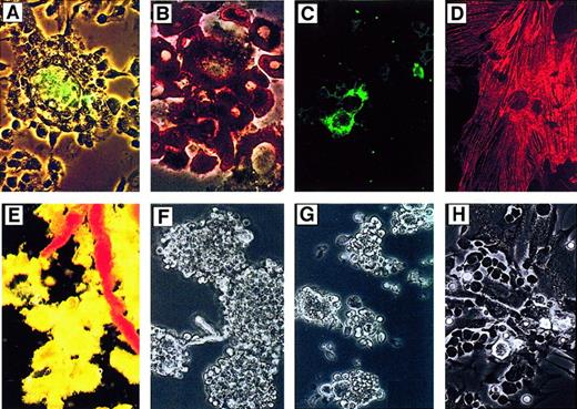Fig. 3. Adherent cells in LTC from newborn femur (A-D) and features of hematon preparations from young adult mice (E-H). / Cultured marrow from newborn femur contains several adherent cell types but lacks hematopoietic foci containing CA. (A) Osteocalcine-positive osteoblasts surrounded by hematopoietic cells. (B) A tartrate-resistant acid phosphatase–positive giant, multinuclear osteoclast surrounded by macrophages. (C) Cell island containing MMP-9/gelatinase-B–positive cells. (D) Firmly adherent αSM-actin–positive stroma cells at day 14 in culture. In young adult marrow, hematons resemble a bunch of grapes around capillaries after removal of the bulk buffy coat suspension. (E) Stereomicroscope view. (F) Phase-contrast microscope view. (G) Purified fraction of the hematon core complex. (H) More than 90% of core complexes develop in native CA at days 2 to 7 in culture.