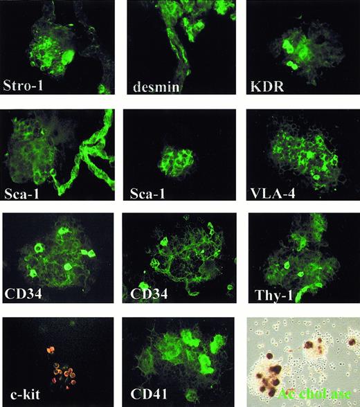 Fig. 7. Stromal and hematopoietic cell composition of the hematon core complex. / The hematon core complex fraction was purified from young adult mice, washed in PBS/0.5% BSA/0.1% Na azide, and cytocentrifuged. Immunostaining of native preparations with antibodies to Stro-1, desmin, Flk-1, Sca-1, VLA-4, CD34, Thy-1, c-kit, CD41, and acetylcholinesterase reaction on adherent core complexes at day 4 in culture show the discrete localization of cells within the hematon core complex or in close contact with the vascular endothelium.