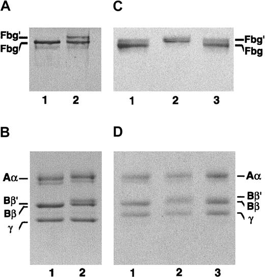 Fig. 1. Subunit polypeptides of the patient's fibrinogen examined by SDS-PAGE. / (A,B) Lane 1, normal fibrinogen; lane 2, the patient's fibrinogen. The bands representing 2 molecular weight species of the patient's fibrinogen indicated by Fbg and Fbg′ (lane 2 in panel A) in 4.5% gel were cut out, and SDS-PAGE was rerun on a 7.5% to 15% gradient gel under nonreducing (C) and reducing conditions (D). (C,D) Lane 1, normal fibrinogen; lane 2, the higher molecular weight species; lane 3, the normal fibrinogen species. Note that only an aberrant Bβ chain (Bβ′) is present in the Fbg′ species.
