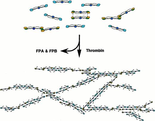 Fig. 7. Schematic model of the patient's fibrinogen and its fibrin assembly. / Schematic model of the patient's fibrin assembly, illustrating interruption of protofibril elongation and frequent fibrin fiber branching at the loci, where the end-linked dimers are aligned. Normal molecules (blue) and end-linked dimers (yellow) are distributed based on the counts of respective molecular species on TEM images.