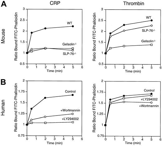 Fig. 6. Actin assembly in mouse and human platelets activated by CRP. / (A) F-actin content of CRP- and thrombin-activated mouse platelets. Platelets from WT, SLP-76–deficient mice, and gelsolin-deficient mice activated with 3 μg/mL CRP or 1 U/mL thrombin were fixed with 3.4% formaldehyde, permeabilized with 0.1% Triton X-100 containing 2 μmol/L FITC-phalloidin, and analyzed by FACS. (B) F-actin content of CRP- and thrombin-activated human platelets preincubated with or without 50 nmol/L wortmannin or 25 μmol/L LY294002 for 15 minutes. Results are expressed as the ratio between the fluorescence of activated versus resting cells. Results shown are representative of 3 experiments.