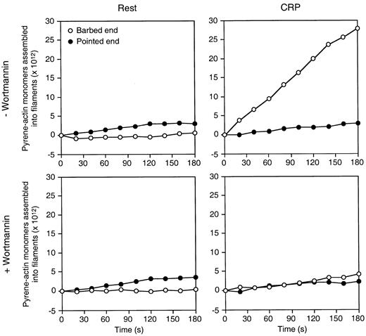Fig. 7. Wortmannin inhibits the exposure of actin filament barbed ends in human platelets activated by CRP. / The rate of pyrene-actin assembly in lysates from resting and CRP-activated platelets was determined. Platelets were preincubated with or without 50 nmol/L wortmannin for 15 minutes. Resting or CRP-activated platelets for 2 minutes, permeabilized with Triton X-100, were added to 1 μmol/L pyrene-actin monomer to initiate actin assembly. Activity inhibited by 2 μmol/L cytochalasin B is defined as barbed-end actin assembly. Activity not inhibited by cytochalasin B is defined as pointed-end actin assembly. Results shown are representative of 4 experiments.