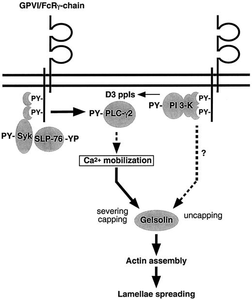Fig. 8. Scheme for signal transduction from the platelet collagen receptor GPVI/FcRγ-chain complex to the actin cytoskeleton. / Engagement of GPVI/FcRγ-chain activates Syk, which phosphorylates SLP-76. SLP-76 recruits PLC-γ2 to the plasma membrane, where Syk phosphorylates and activates it. This mediates Ca++mobilization, resulting in the activation of gelsolin, which severs the actin filaments and caps the barbed ends. Engagement of GPVI/FcRγ-chain also results in PI 3-kinase activation. PI 3-kinase mediates the uncapping of the actin filament barbed ends by a mechanism possibly requiring Rac and a new production of ppIs. This induces the actin assembly required for the formation of lamellae.
