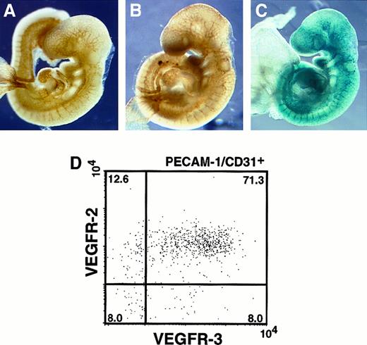 Fig. 1. Localization of VEGFR-2 and VEGFR-3. / (A) E9.5 embryos were stained with anti-CD31 antibody to visualize all endothelial cells. (B) Embryos stained with anti–VEGFR-2 antibody. The pattern of VEGFR-2 expression was similar to that seen in panel A. (C) LacZ staining in VEGFR-3+/LacZ embryos at E9.5. VEGFR-3 expression was detected mainly in large vessels. (D) Flow cytometric analysis of VEGFR-2 and VEGFR-3 in PECAM-1/CD31+cells. After FACS-gal staining, these cells were stained with VEGFR-2 and CD31 antibodies (see “Materials and methods”). The numbers indicate the percentage of cells that appeared in each quadrant. The result shown is representative of 3 independent experiments.