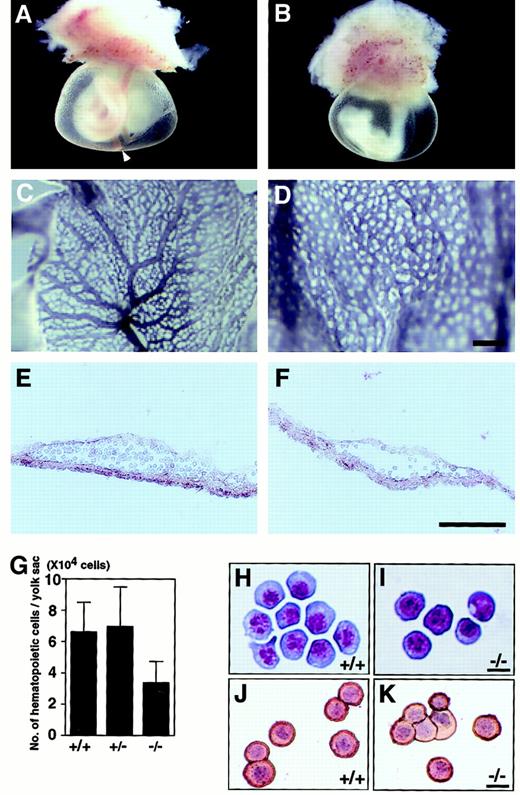 Fig. 2. Vasculature and hematopoiesis of yolk sacs from wild-type and VEGFR-3–deficient mice at E9.5. / (A) Wild-type embryo shows a well-developed vasculature at E9.5. The arrowhead in panel A indicates the vitelline artery. (B) A yolk sac from VEGFR-3–deficient mutant shows severe anemia and defective large vessels. Yolk sacs from wild-type (C) and VEGFR-3–deficient mutant (D) at E9.5 stained in whole-mount with anti-CD31 antibody. Note the abnormality of vascular network formation and the lack of large vessels in the VEGFR-3–deficient yolk sac. Section of the yolk sac from wild-type (E) and VEGFR-3–deficient (F) embryo at E9.5. Note the smaller numbers of hematopoietic cells in the yolk sac derived from VEGFR-3–deficient embryos. (G) Number of hematopoietic cells present in the yolk sac from embryos at E9.5. Error bars indicate SEM (n = 4). E9.5 yolk sac stained with May-Grünwald-Giemsa from wild-type (H) and VEGFR-3–deficient (I) embryos. Staining blood cells from a wild-type (J) and VEGFR-3–deficient mutant (K) yolk sac were stained with antiembryonic hemoglobin polyclonal antibody. Hemoglobin expression is visualized as a red reaction product. The nucleus was counterstained with hematoxylin. Scale bars indicate 200 μm (C,D), 100 μm (E,F), and 10 μm (H-K).