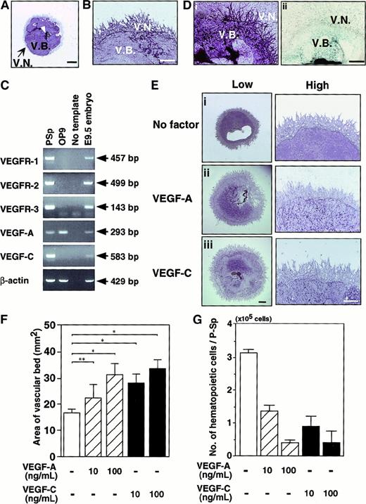 Fig. 3. Effects of VEGF-A and VEGF-C on vasculoangiogenesis. / Representative vascular beds and networks stained with the anti-CD31 antibody in the para-aortic splanchnopleural mesoderm (P-Sp) coculturing system. Culture conditions are described in “Materials and methods.” Vascular bed formation (V.B.) proliferated around the P-Sp explant (arrowhead). Subsequently, endothelial cells sprouted on OP9 cells to form a vascular network (V.N.) after 14 days of culturing. (B) High magnification shows that vascular networks formed around vascular beds. (C) RNA was isolated from P-Sp explant, OP9 stromal cells, and whole embryos at E9.5, and the indicated transcripts were detected by RT-PCR using gene-specific primers described in “Materials and methods.” The PCR products were electrophoresed on 1.5% agarose gels. Bands were visualized by ethidium bromide staining. Messenger RNA from whole embryos was used as a positive control. (D) Staining profile of the cultured P-Sp explant. Plates were fixed after 10 days of culturing and then stained with anti–VEGFR-2 antibody (i). VEGFR-3 expression was visualized by LacZ staining using VEGFR-3+/LacZ P-Sp (ii). VEGFR-2 was expressed in vascular beds and networks. VEGFR-3 expression was only in vascular beds. (E) VEGF-A (100 ng/mL) or VEGF-C (100 ng/mL) was added to the culture of P-Sp explants. After 14 days of coculturing, the vascular cells were stained with the anti-CD31 antibody. Enhanced vascular bed formation is seen in the presence of VEGF-A (Eii) and VEGF-C (Eiii) compared with no factor (Ei) (low). Vascular network formation is not changed in the presence of VEGF-A and VEGF-C at higher magnification (high). (F) Quantitative analysis of vascular bed areas was performed with the NIH image computer analyzing system. The vascular bed area from P-Sp explants was measured. Error bars indicate SEM (n = 4). *P < .001, **P < .01. (G) The development of hematopoietic cells in the presence of VEGF-A and VEGF-C. The number of cells in the presence of VEGF-A and VEGF-C were reduced in a dose-dependent manner. Error bars indicate SEM (n = 4). Scale bar indicates 1 mm (A,E; low magnification,), 0.5 mm (B,D,E; high magnification).