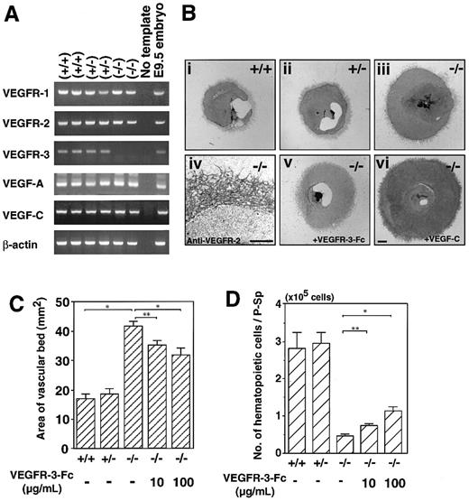 Fig. 5. Enlarged vascular bed formation in VEGFR-3–deficient embryos. / (A) RT-PCR analysis of gene expression in wild-type (+/+), heterozygous mutant (+/−), and VEGFR-3 homozygous mutant (−/−) embryos at E9.5. PCR primers and animal genotypes are described in “Materials and methods.” Data are from 2 independent littermates. PCR products were electrophoresed on agarose gels. VEGFR-3 message was not detected in the VEGFR-3 homozygous mutant embryos, and message levels for the remaining VEGFRs and VEGFs were unchanged among the 3 genotypes. (B) P-Sp explants derived from E9.5 wild-type (+/+) (Bi), VEGFR-3 heterozygous mutants (+/−) (Bii), VEGFR-3 homozygous mutant (−/−) embryos (Biii), and VEGFR-3 homozygous mutant embryos (−/−) in the presence of VEGFR-3–Fc (100 μg/mL) (Bv) were cultured on OP9 cells. Note that vascular bed formation was enhanced in VEGFR-3 homozygous mutant embryo explants (Biii) compared with in wild-type (Bi) and heterozygous (Bii) littermates. The vascular beds and networks from VEGFR-3–deficient embryo P-Sp expressed VEGFR-2 (Biv). VEGFR-3–Fc inhibited the vascular bed formation from VEGFR-3 homozygous mutant embryo explant (Bv). On the other hand, VEGF-C enhanced the formation of the vascular bed in VEGFR-3–deficient embryo explants (Bvi). (C) Quantitative analysis of the vascular bed area. The vascular areas from P-Sp explants were measured. Each column represents the mean area of the vascular bed. Error bars indicate SEM (n = 4). (D) Addition of VEGFR3–Fc rescued the suppression of hematopoietic cells from VEGFR-3 homozygous mutant P-Sp in a dose-dependent manner. Error bars indicate SEM (n = 3). *P < .001, **P < .01. Scale bar indicates 1 mm (Bi-iii, v, vi), 0.5 mm (Biv).