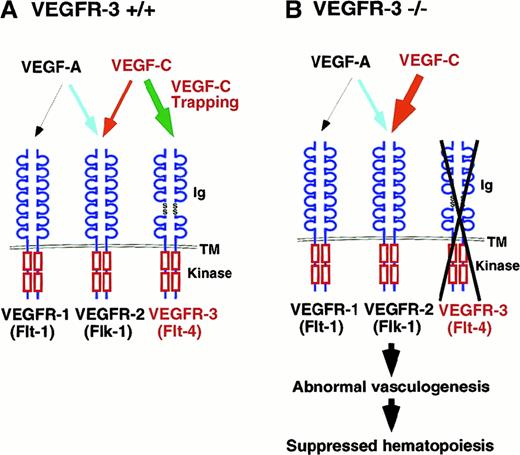 Fig. 6. Role of VEGF-C signaling in vasculogenesis and angiogenesis. / (A) In this model, VEGF-C transduced different signals through VEGFR-2 and VEGFR-3 in vasculoangiogenesis. VEGF-C signaling through VEGFR-2 (red arrow) enhances VEGF-A signaling, promoting vasculoangiogenesis. VEGFR-3 works as a trapper of VEGF-C for the inhibition of VEGF-C signaling through VEGFR-2 (green arrow). The extracellular domain of VEGFRs is depicted at the top, and the split kinase domains are shown at the C-terminal to the transmembrane region. Various ligand and receptor combinations are depicted by arrows. Ig indicates immunoglobulin-like domain; Kinase, tyrosine kinase domain; TM, transmembrane domain. (B) Signal disturbance in VEGFR-3–deficient embryos. In VEGFR-3–deficient embryos, vascular endothelial cells show proliferation but, on the other hand, hematopoiesis is suppressed by the disturbance of signaling of VEGF-C.