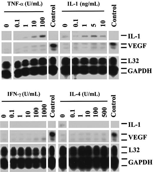 Fig. 1. Expression of VEGF by human endothelial cells stimulated with cytokines. / RPAs were performed on RNA samples harvested from resting HUVECs or HUVECs stimulated for 5 hours with increasing concentrations of TNF-α, IL-1α, IFN-γ, or IL-4. Illustrated is the variable low-level expression of VEGF in resting HUVECs with minimal change in expression following cytokine-dependent activation. The expression of VEGF in a renal carcinoma cell line is illustrated as a positive control (Control), and the expression of L32 and GAPDH serves as internal housekeeping gene controls. The expression of IL-1 is also illustrated. All cytokines were assessed for bioactivity in separate studies (not shown). The autoradiographs are representative of 3 experiments with similar results.