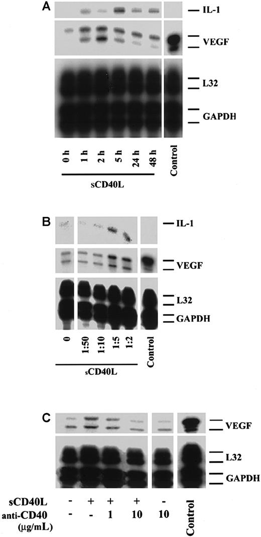 Fig. 2. Effect of sCD40L on the expression of VEGF by human endothelial cells. / HUVECs were cultured until confluence and were treated with sCD40L (Bristol Myers Squibb) as detailed below. RNA was harvested from HUVECs, and the expression of VEGF was analyzed by RPA. Unless indicated, sCD40L was used as a culture supernatant in all assays at a concentration found to have optimal bioactivity (equal to a dilution of 1:5) in positive controls. (A) Temporal expression of VEGF in resting HUVECs or HUVECs stimulated with sCD40L. The expression of VEGF is markedly induced 1 hour following treatment with sCD40L and peaks in expression between 2 and 5 hours following activation. (B) Effect of increasing concentrations of sCD40L (represented by dilutions of culture supernatant) on VEGF expression after 5 hours. (C) HUVECs cultured in the absence or presence of sCD40L and a blocking anti-CD40 antibody to determine the specificity of sCD40L for CD40-dependent VEGF expression. In these studies, identical effects of sCD40L on the induction of VEGF were obtained when purified recombinant sCD40L (Ancell) was used at a concentration of 1 to 10 μg/mL. The expression of VEGF in a renal carcinoma cell line served as a positive control (Control), and the expression of L32 and GAPDH served as internal housekeeping gene controls. For panels A and B, the expression of IL-1 is also illustrated. All autoradiographs are representative of 3 experiments with similar results.
