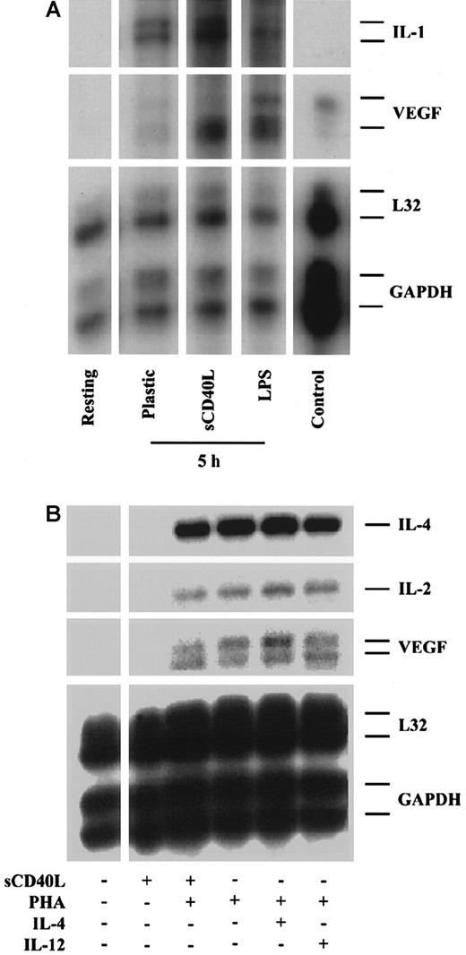 Fig. 3. Expression of VEGF by human monocytes and CD4+ T cells. / CD14+ monocytes and CD4+ T cells were purified from human PBMCs. (A) VEGF expression in resting monocytes and in monocytes following activation by plastic adherence or treatment with sCD40L (Ancell, 10 μg/mL) or LPS (1 μg/mL) for 5 hours illustrate a marked induction in VEGF expression following stimulation with sCD40L. (B) VEGF expression in resting CD4+ T cells, and CD4+ T cells stimulated for 5 hours with sCD40L (Bristol Myers Squibb), PHA (1 μg/mL), or PHA in combination with either sCD40L, IL-4 (500 U/mL), or IL-12 (10 ng/mL). As illustrated, there is a low-level expression of VEGF in resting CD4+ T cells, and expression is markedly induced in PHA-activated CD4+ T cells. Treatment with sCD40L, IL-4, or IL-12 does not further enhance this effect. Treatment with IL-4 or IL-12 alone failed to induce any VEGF expression above baseline (not shown). The expression of VEGF in a renal carcinoma cell line is illustrated as a positive control (Control), and the expression of L32 and GAPDH serves as internal housekeeping gene controls. The expression of IL-2 and IL-4 is also illustrated. For both monocytes and CD4+ T cells, similar results were obtained with both sources of sCD40L. Representative autoradiographs of 3 experiments.